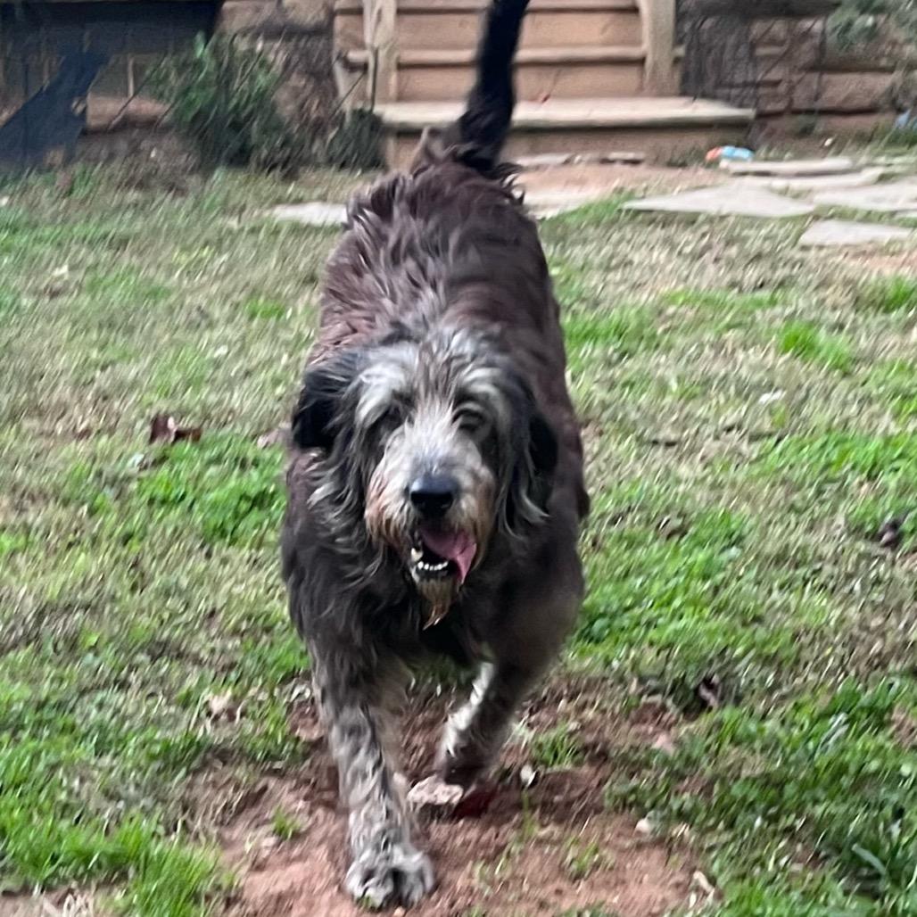 Martha, Adoptable, Adult Female Mixed Breed.