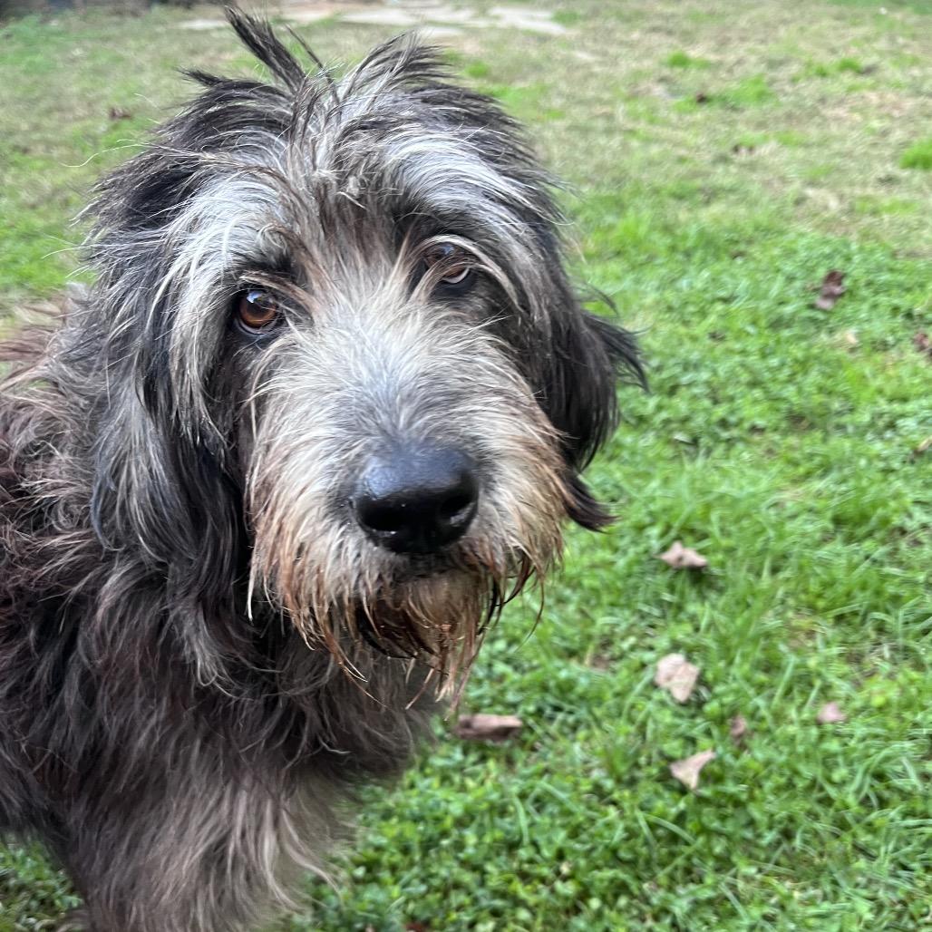 Enlarge Martha, a Adoptable Mixed Breed in Phoenix, MD image 3/6