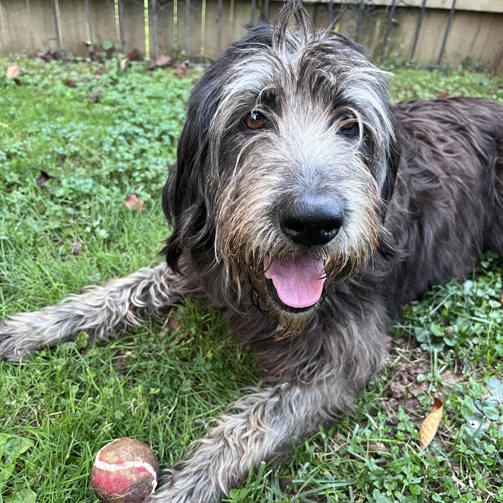 Enlarge Martha, a Adoptable Mixed Breed in Phoenix, MD image 6/6