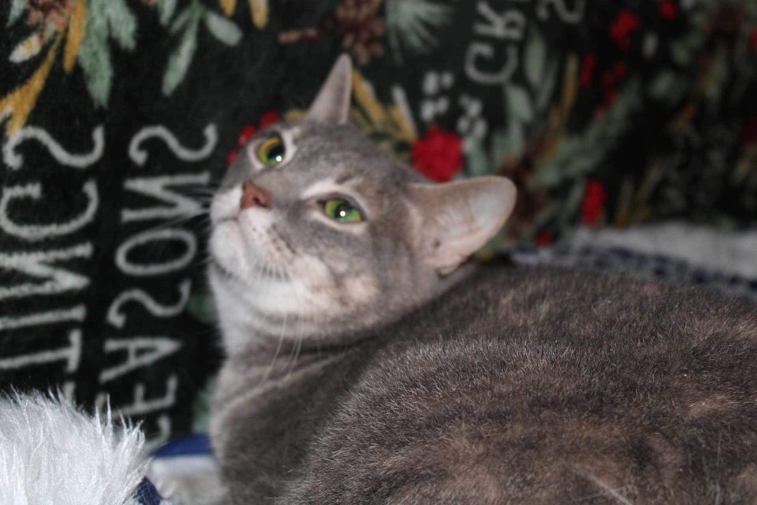 Erin and Erica, Adoptable, Adult Female Domestic Short Hair.