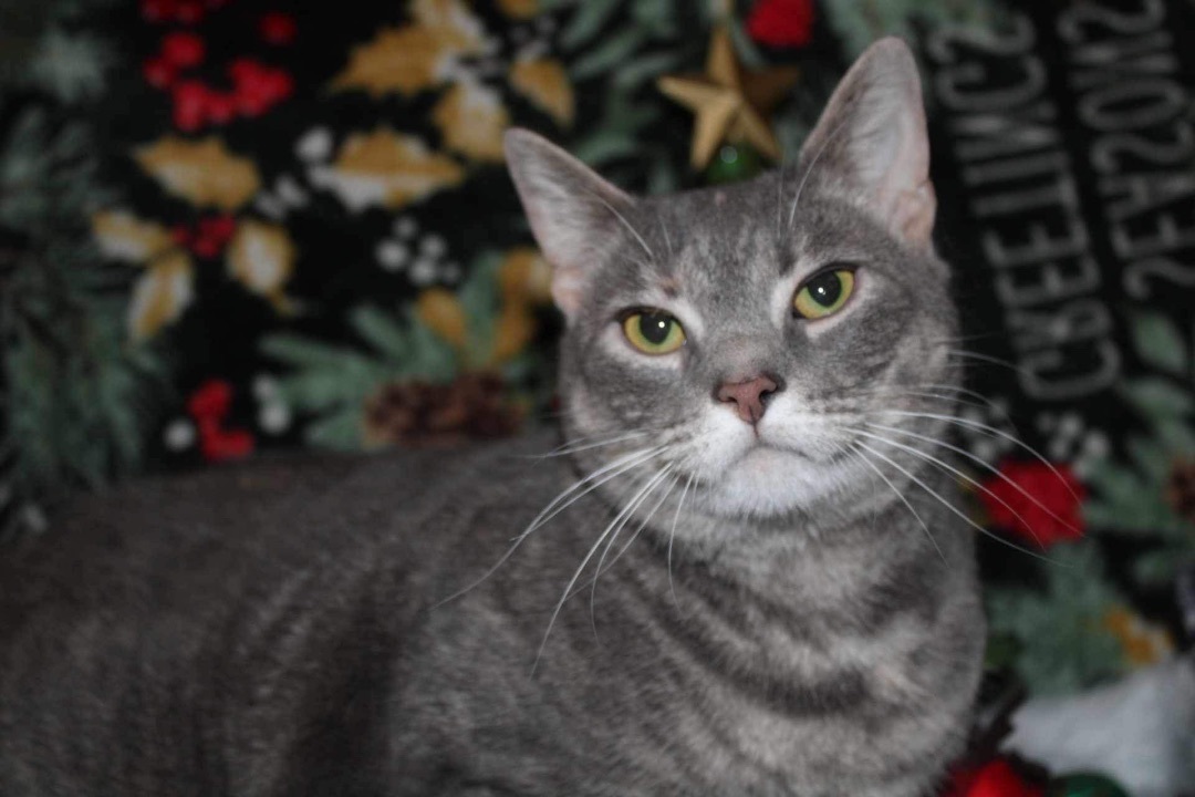 Enlarge Erin and Erica, a Adoptable Domestic Short Hair in Tower City, PA image 3/4