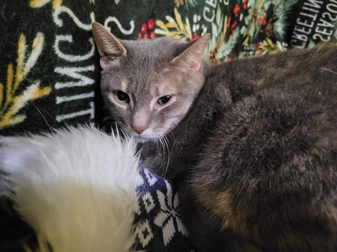 Enlarge Erin and Erica, a Adoptable Domestic Short Hair in Tower City, PA image 4/4