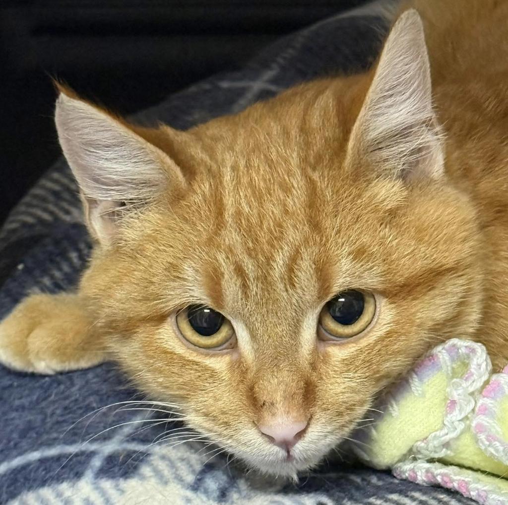 Oliver, Adoptable, Young Male Domestic Short Hair.