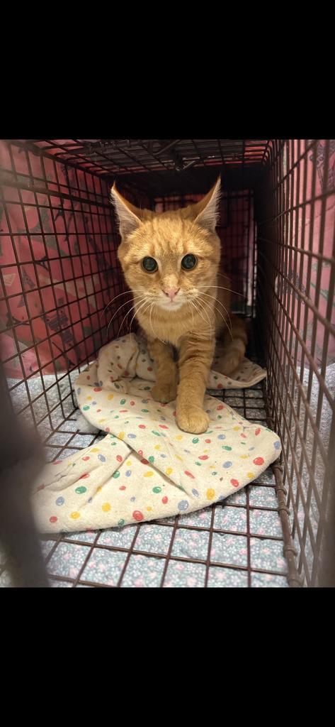 Oliver, a Adoptable mixed breed in Ontario, OR image 2/6