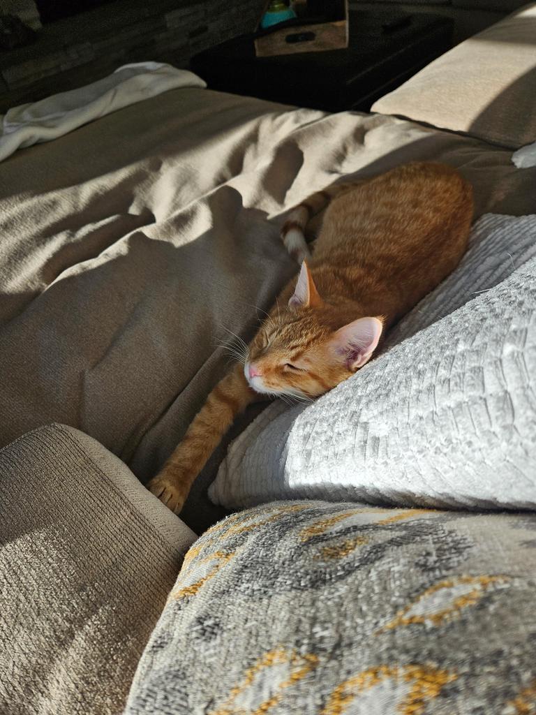 Oliver, a Adoptable mixed breed in Ontario, OR image 3/6
