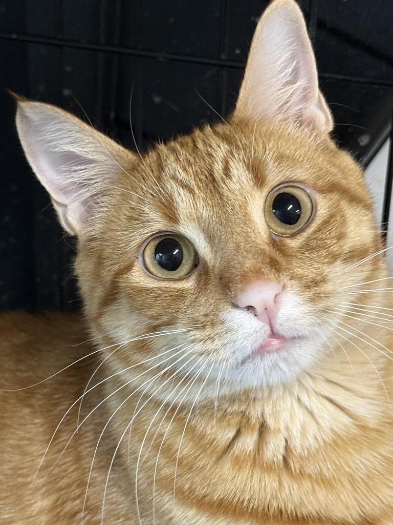 Oliver, a Adoptable mixed breed in Ontario, OR image 5/6