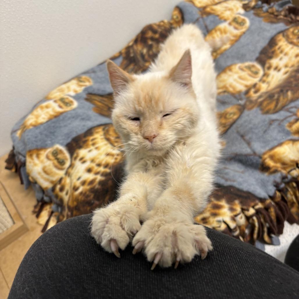 Cinder, Adoptable, Senior Male Domestic Short Hair.