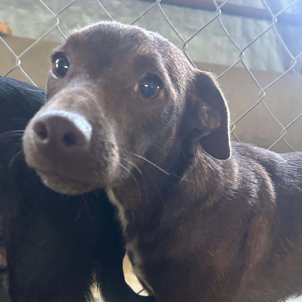Lawson, Adoptable, Adult Male Feist & Mixed Breed.