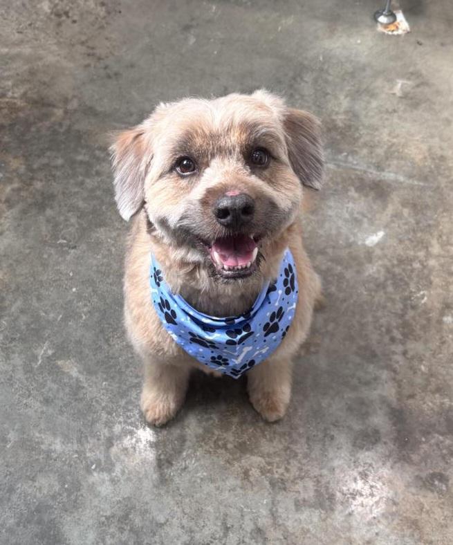 Moose, ADOPTABLE, Adult Male Wheaten Terrier & Poodle.