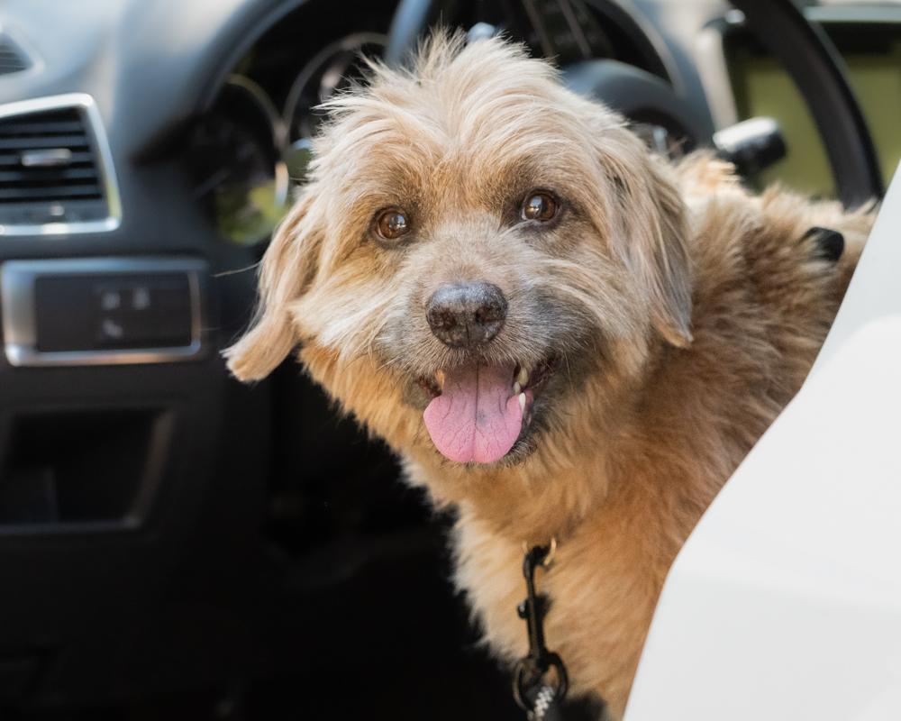 Moose, a ADOPTABLE mixed breed in Boulder, CO image 3/6