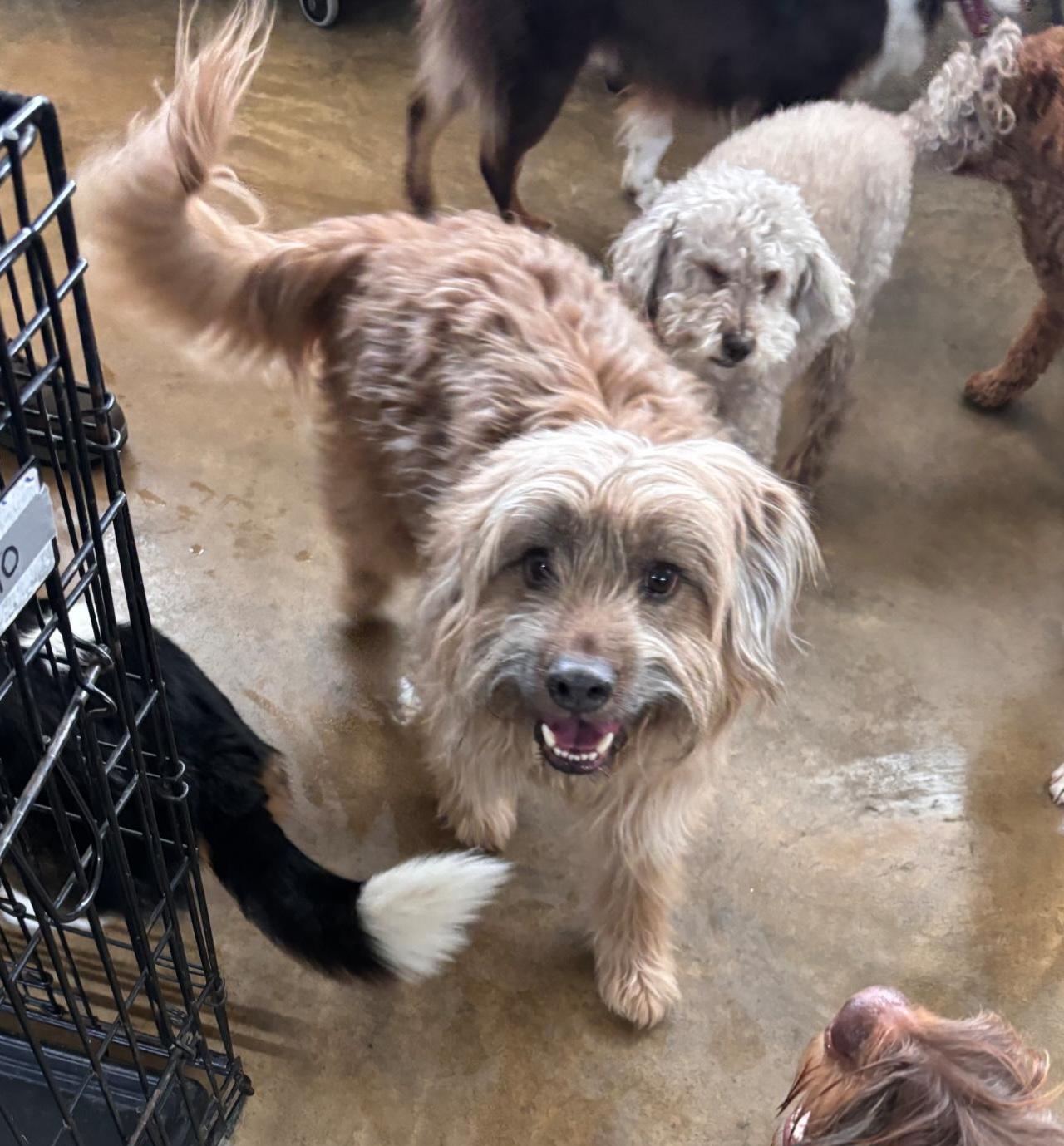 Enlarge Moose, a ADOPTABLE mixed breed in Boulder, CO image 2/6