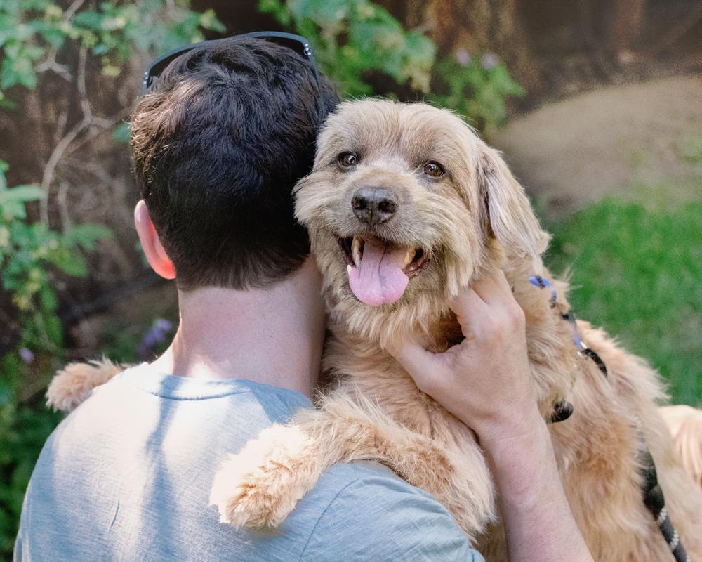 Moose, a ADOPTABLE mixed breed in Boulder, CO image 2/6