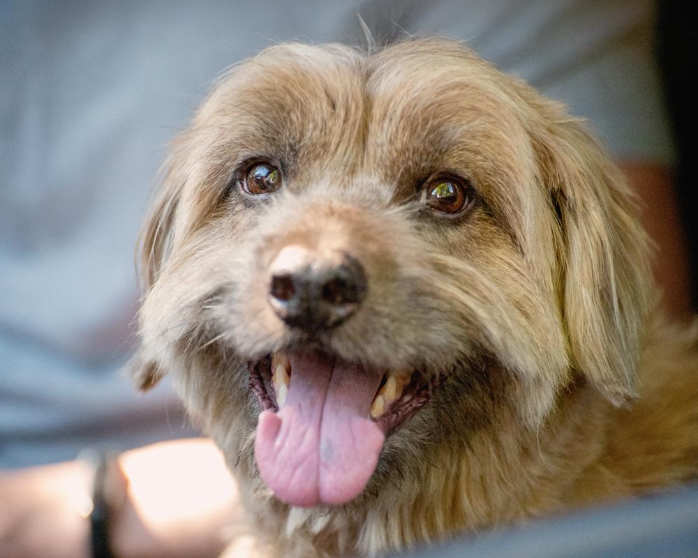 Moose, ADOPTABLE, Adult Male Wheaten Terrier & Poodle.