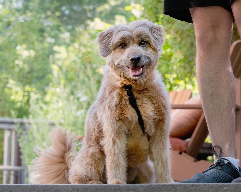 Moose, a ADOPTABLE mixed breed in Boulder, CO image 5/6