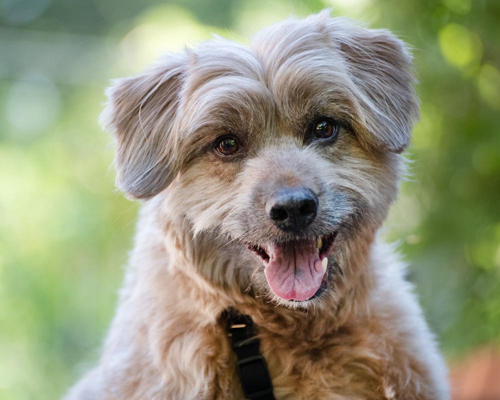 Moose, a ADOPTABLE mixed breed in Boulder, CO image 6/6