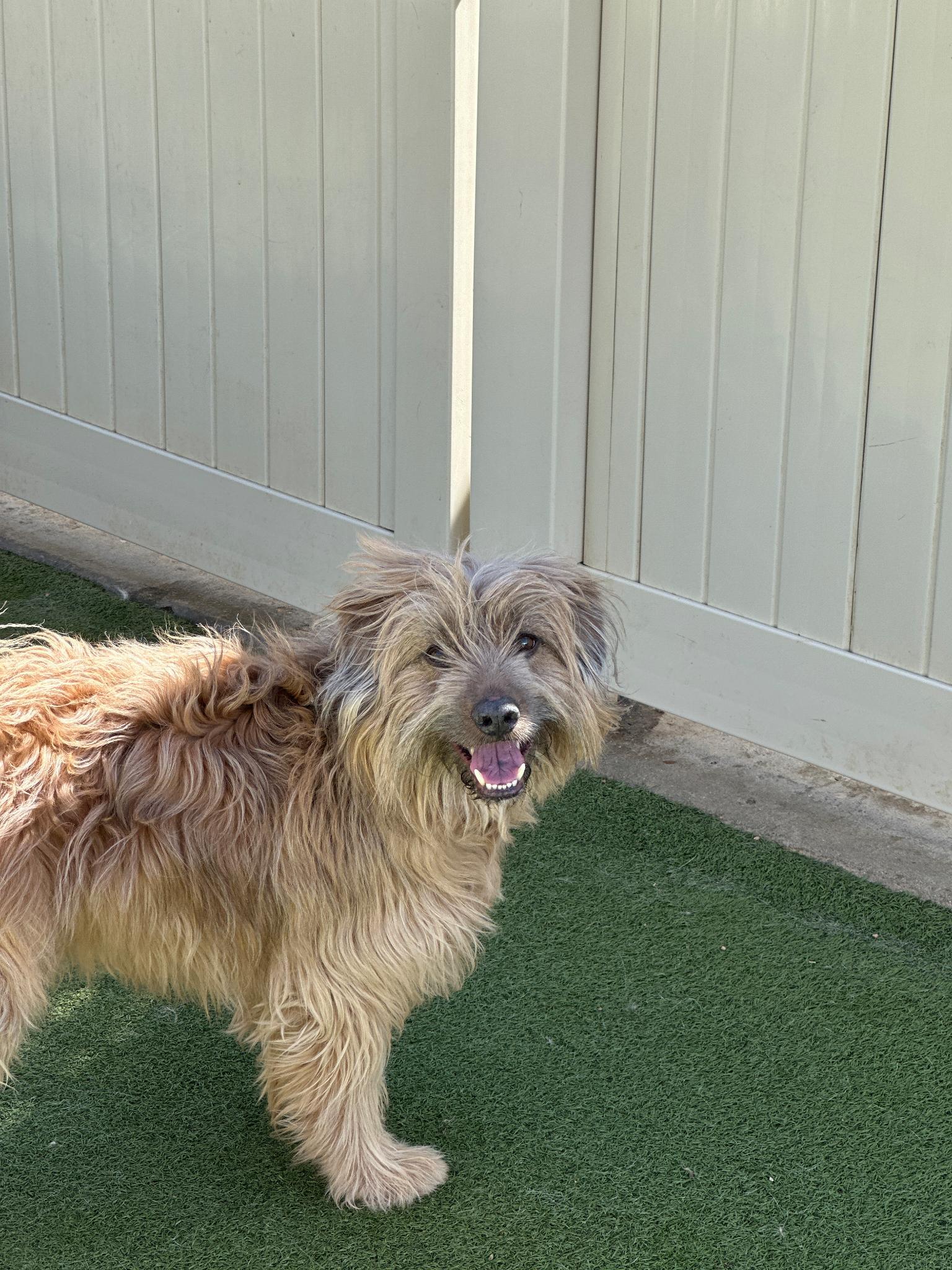 Enlarge Moose, a ADOPTABLE mixed breed in Boulder, CO image 6/6