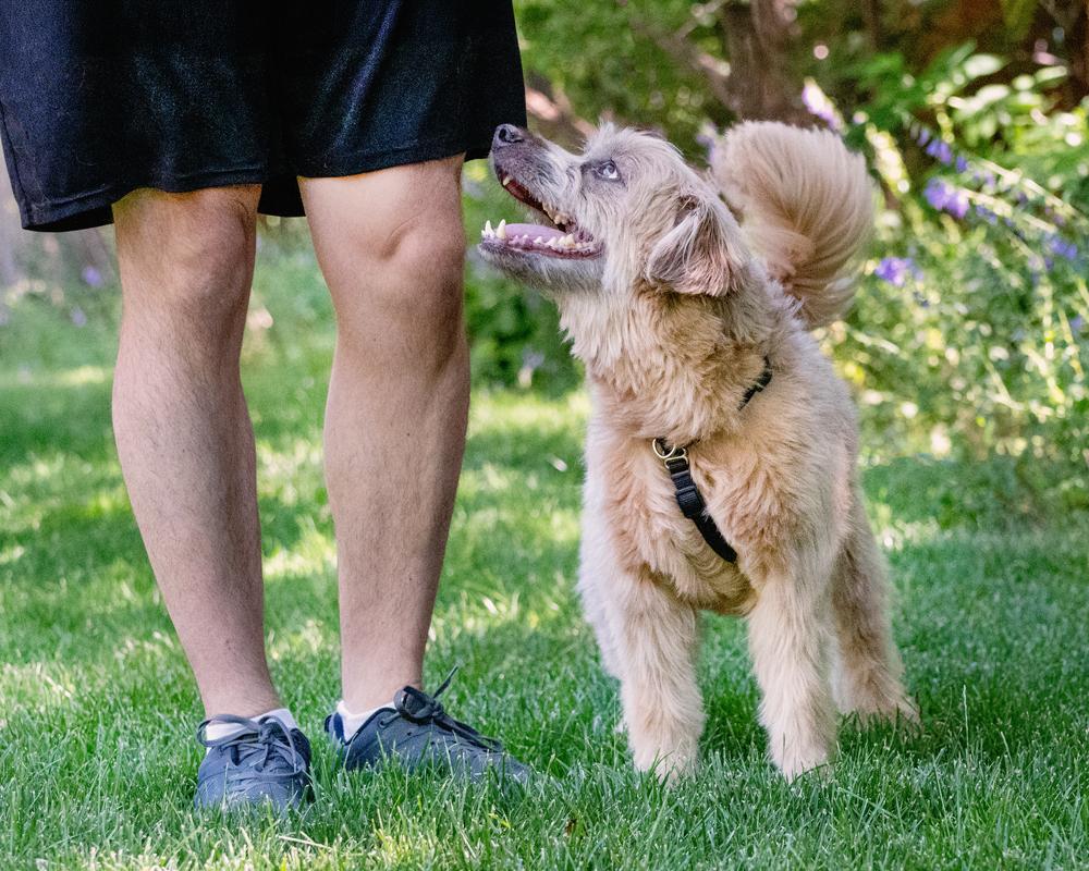 Moose, a ADOPTABLE mixed breed in Boulder, CO image 4/6