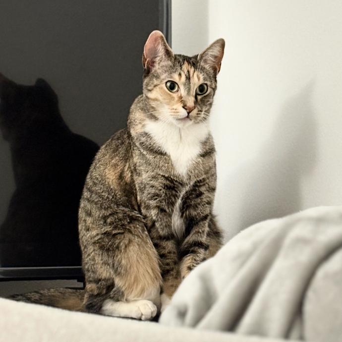 Sol, Adoptable, Adult Female Domestic Short Hair.