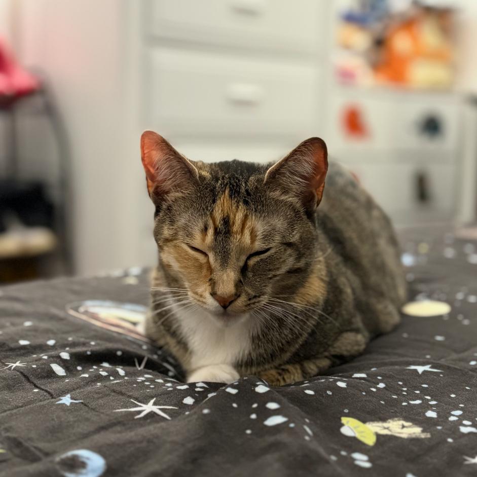 Sol, a Adoptable Domestic Short Hair in Danbury, CT image 2/2