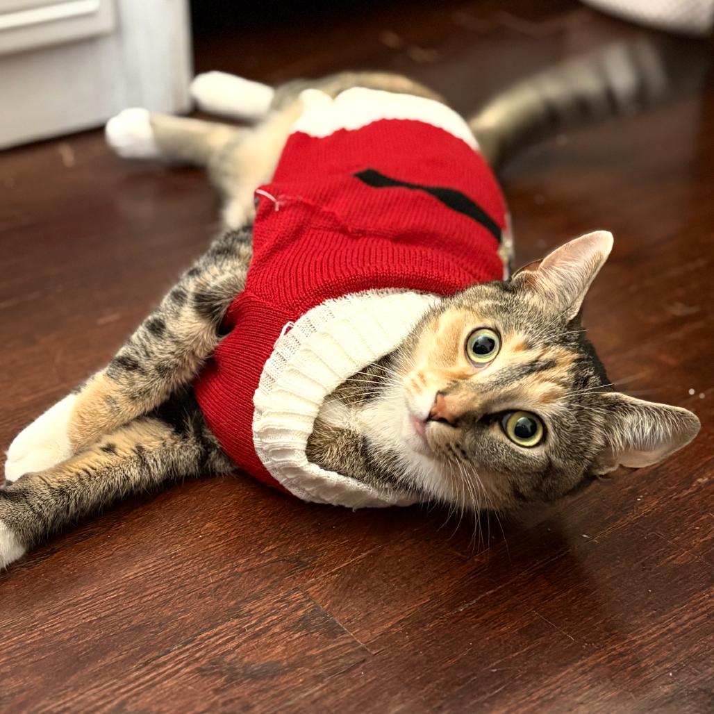 Sol, a Adoptable Domestic Short Hair in Danbury, CT image 3/3