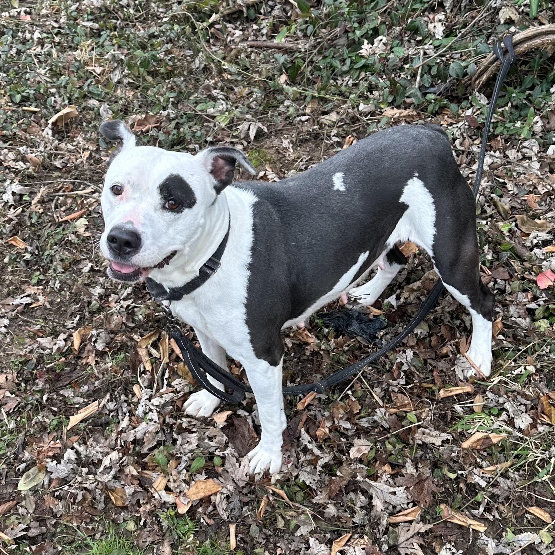 Enlarge Noelle, an adopted mixed breed in Maysville, KY image 2/6