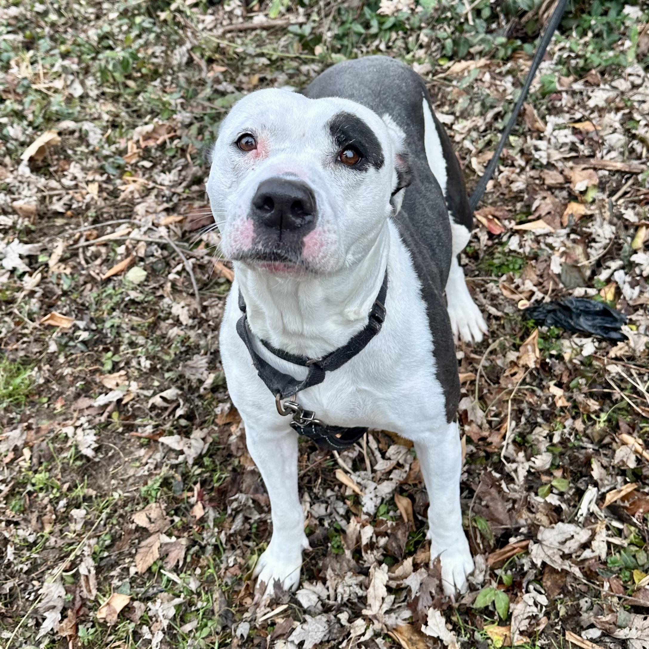 Enlarge Noelle, an adopted mixed breed in Maysville, KY image 5/6