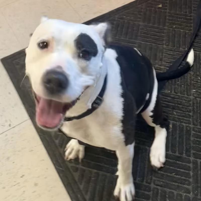 Noelle, ADOPTABLE, Adult Female Pit Bull Terrier.