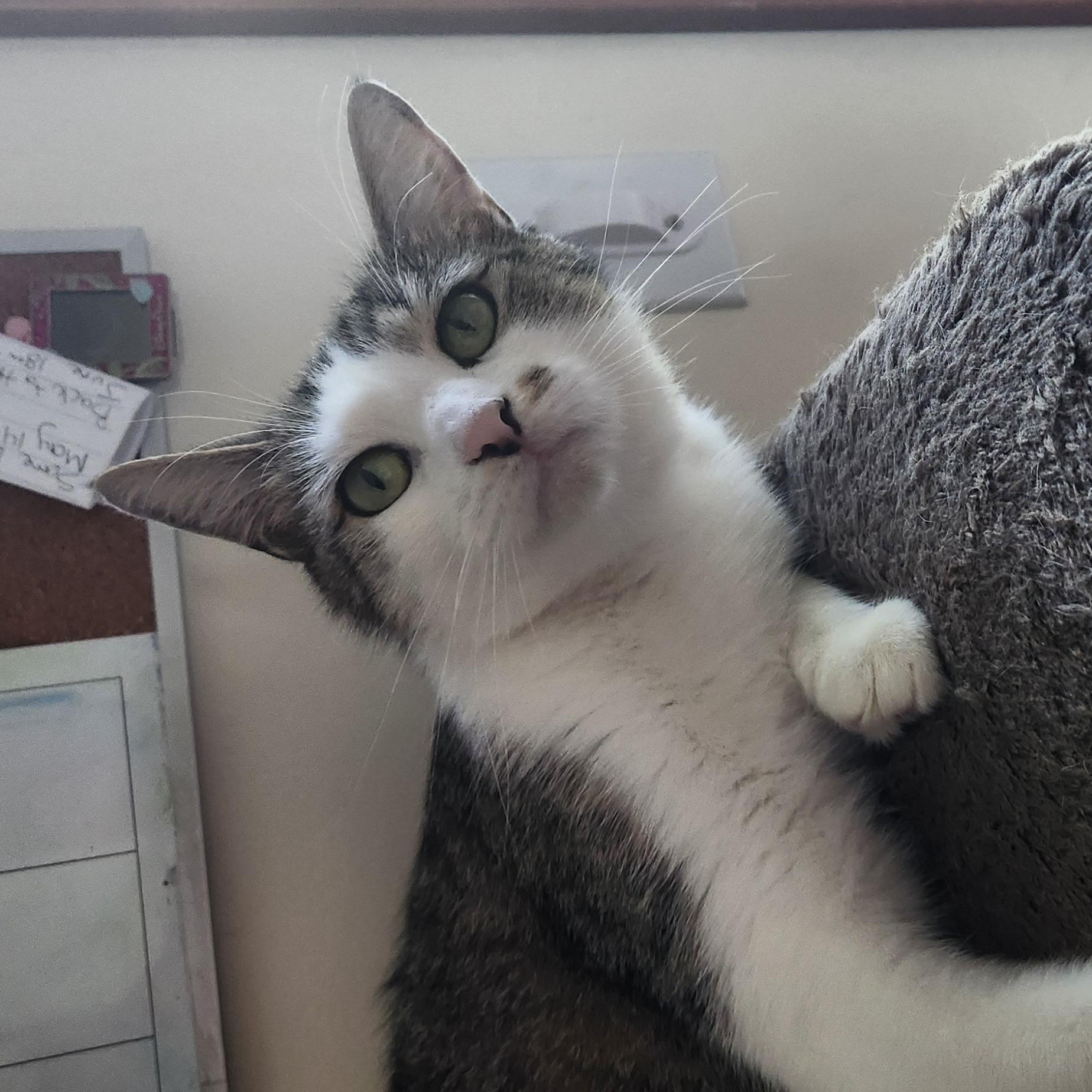 Emily, Adoptable, Adult Female Domestic Short Hair.