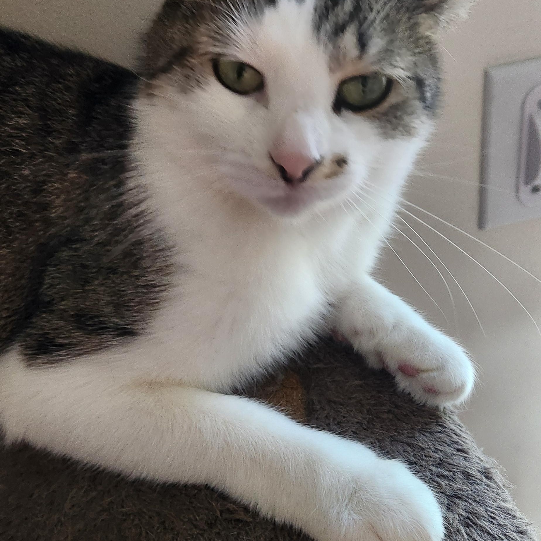 Enlarge Emily, a Adoptable Domestic Short Hair in Rochester, NY image 2/3