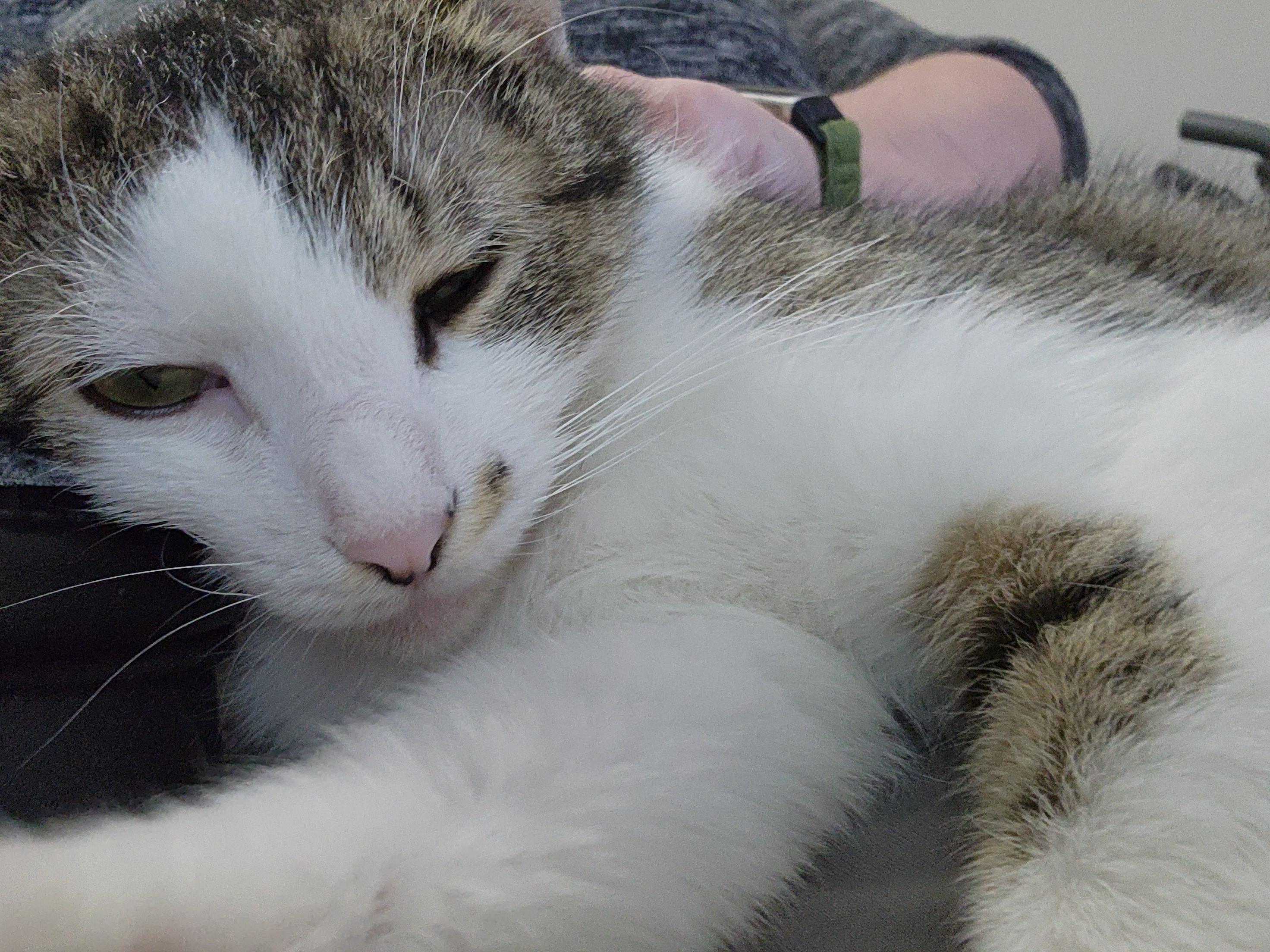 Enlarge Emily, a Adoptable Domestic Short Hair in Rochester, NY image 3/3