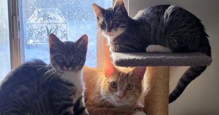 Enlarge Onyx & Stone, a Adoptable Domestic Medium Hair in Kimberley, BC image 6/6