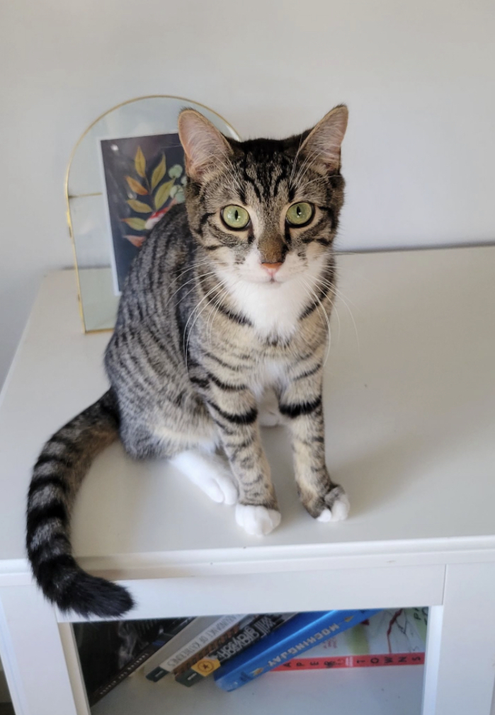 Enlarge Onyx & Stone, a Adoptable Domestic Medium Hair in Kimberley, BC image 1/6