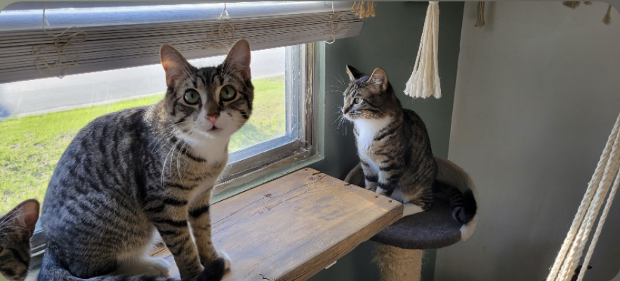 Enlarge Onyx & Stone, a Adoptable Domestic Medium Hair in Kimberley, BC image 4/6