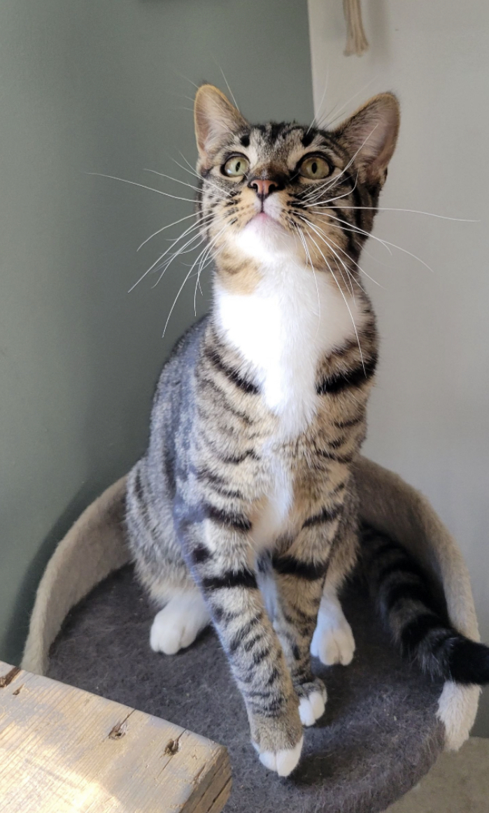 Enlarge Onyx & Stone, a Adoptable Domestic Medium Hair in Kimberley, BC image 3/6