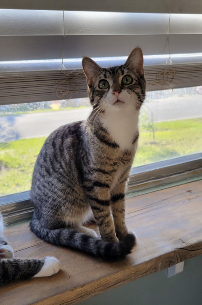 Enlarge Onyx & Stone, a Adoptable Domestic Medium Hair in Kimberley, BC image 2/6