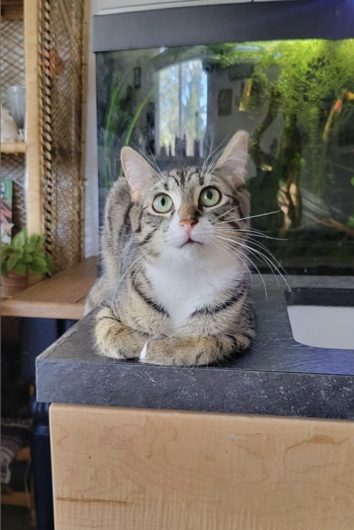 Enlarge Onyx & Stone, a Adoptable Domestic Medium Hair in Kimberley, BC image 5/6