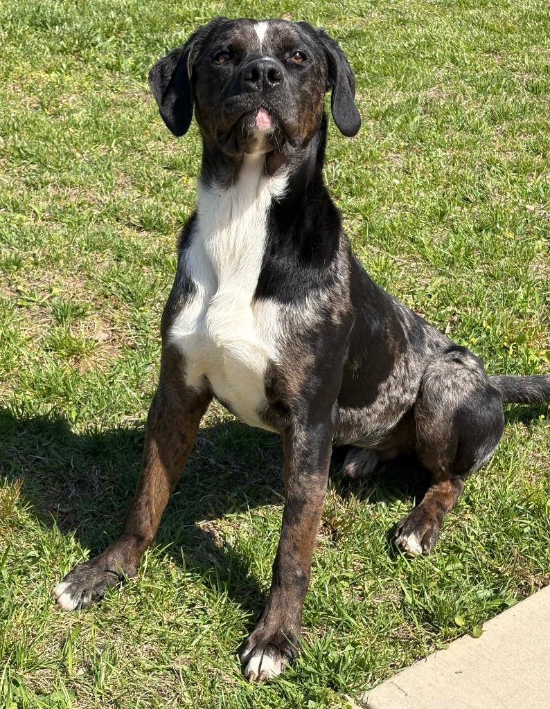 Boss / AC 27435, Adoptable, Young Male Australian Shepherd & Pit Bull Terrier.