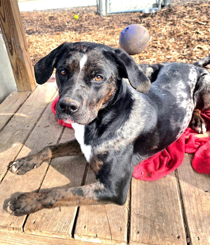 Enlarge Boss / AC 27435, a Adoptable mixed breed in Greeneville, TN image 1/2