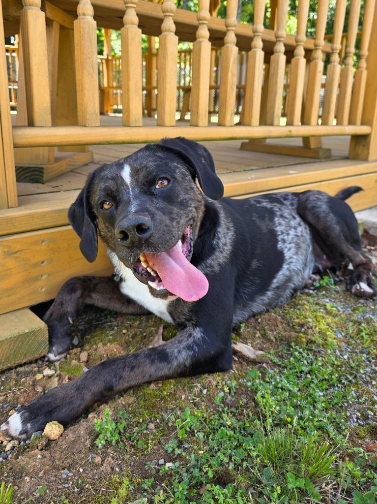Boss / AC 27435, a Adoptable mixed breed in Greeneville, TN image 3/6