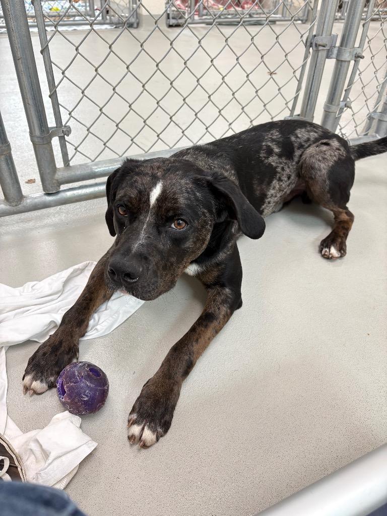 Enlarge Boss / AC 27435, a Adoptable mixed breed in Greeneville, TN image 3/5