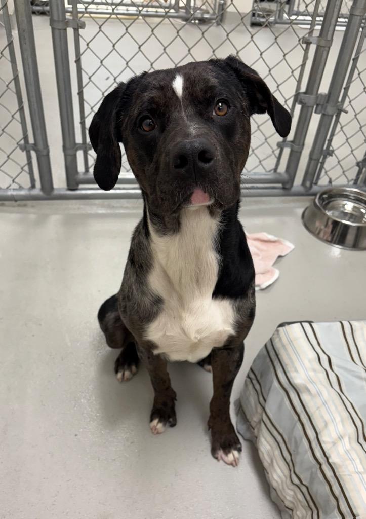 Boss / AC 27435, Adoptable, Young Male Australian Shepherd & Pit Bull Terrier.