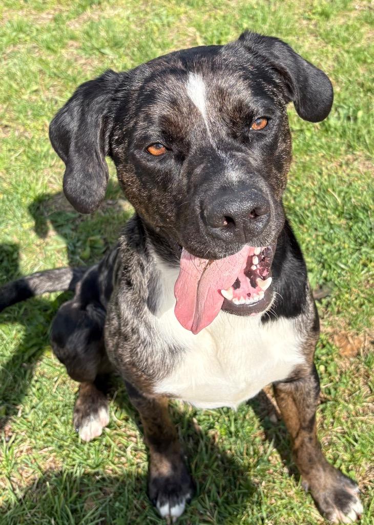 Enlarge Boss / AC 27435, a Adoptable mixed breed in Greeneville, TN image 5/5