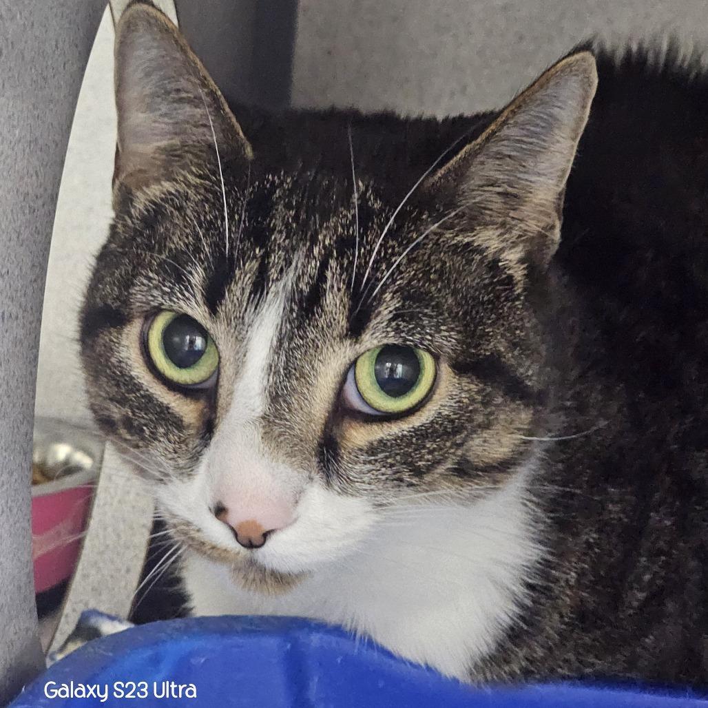 Lynn, a Adoptable Domestic Short Hair in Evansville, IN image 1/4