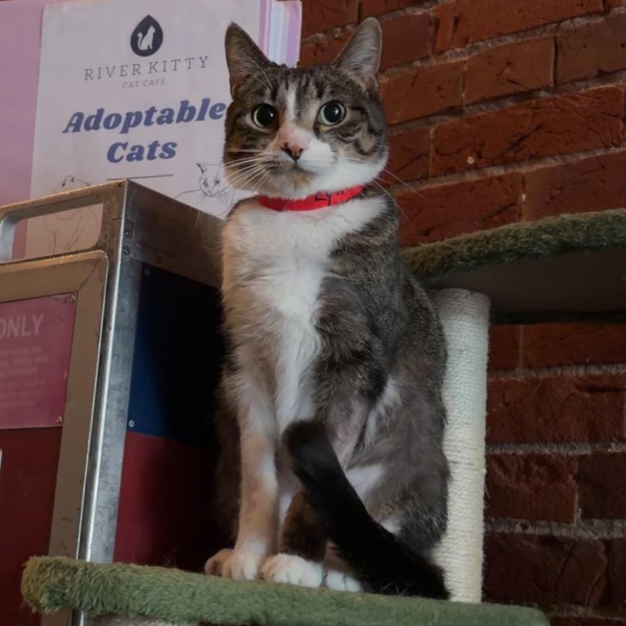 Lynn, a Adoptable Domestic Short Hair in Evansville, IN image 2/4
