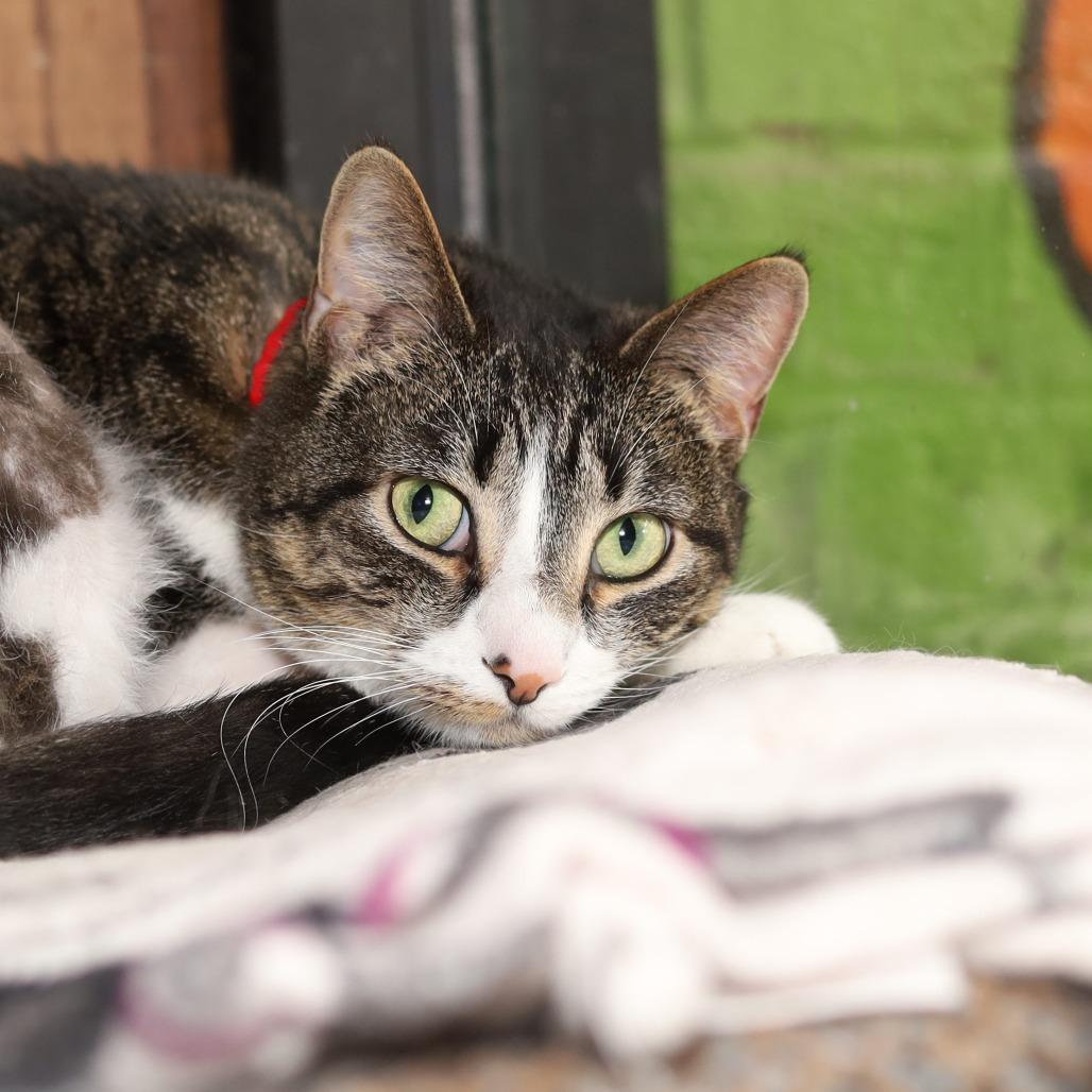 Lynn, a Adoptable Domestic Short Hair in Evansville, IN image 3/4
