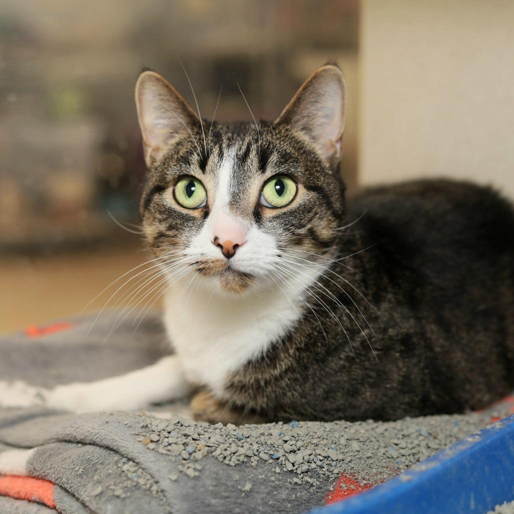 Lynn, a Adoptable Domestic Short Hair in Evansville, IN image 4/4