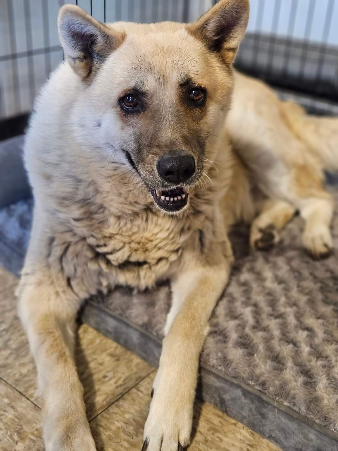 Enlarge Pepper, a Adoptable mixed breed in Selma, CA image 4/4