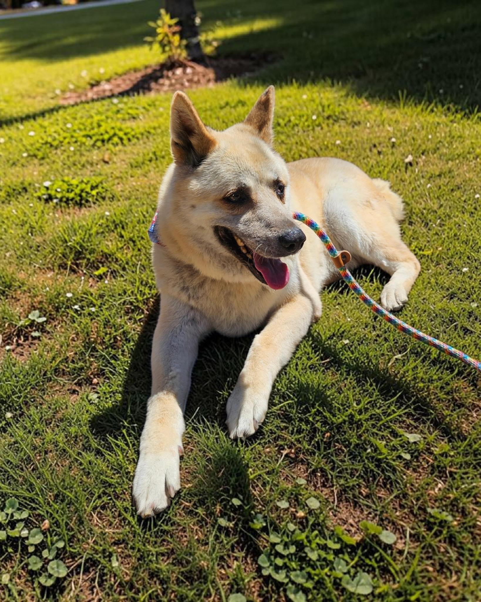 Pepper, Adoptable, Senior Female Akita & Husky.