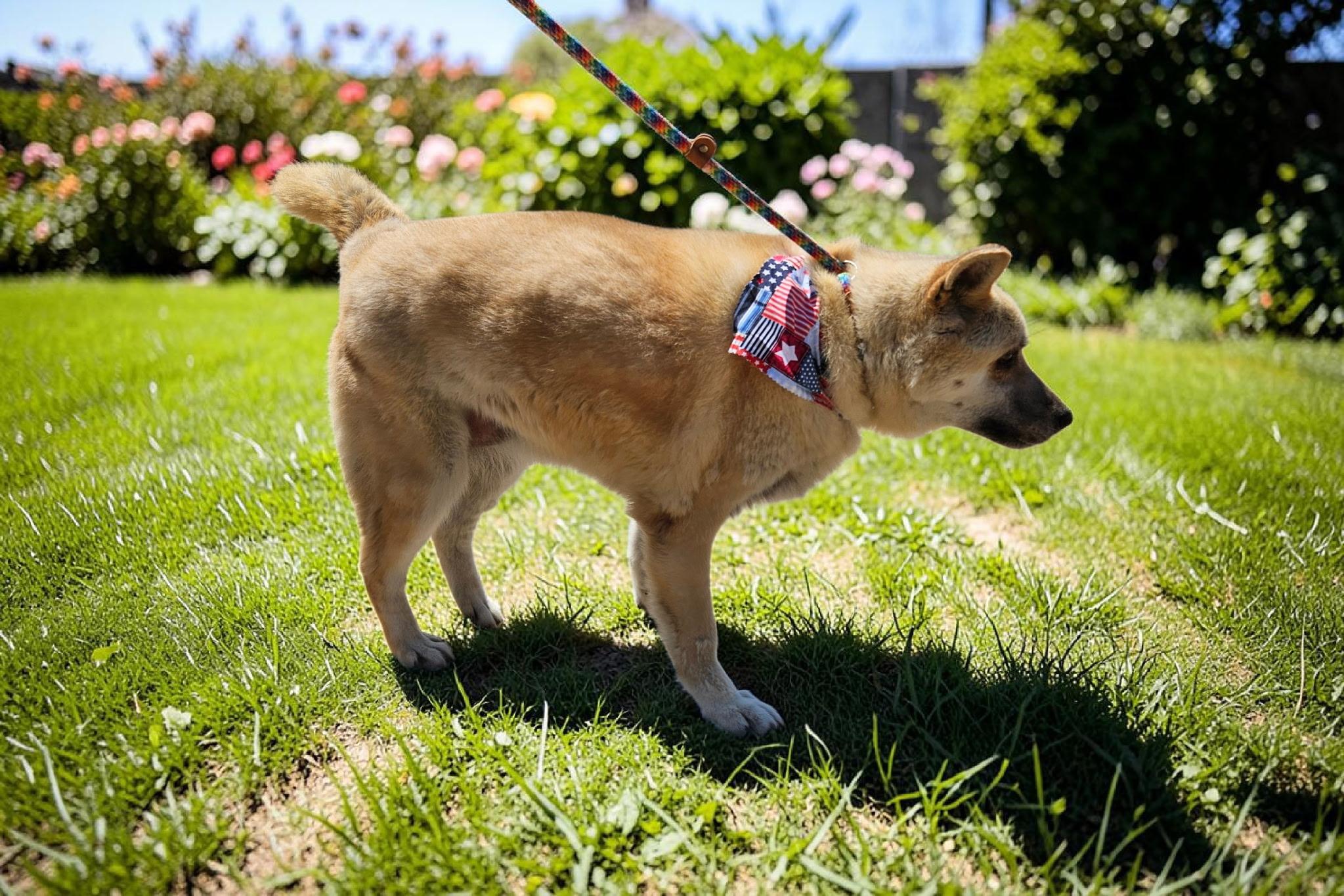 Pepper, a Adoptable mixed breed in Selma, CA image 6/6
