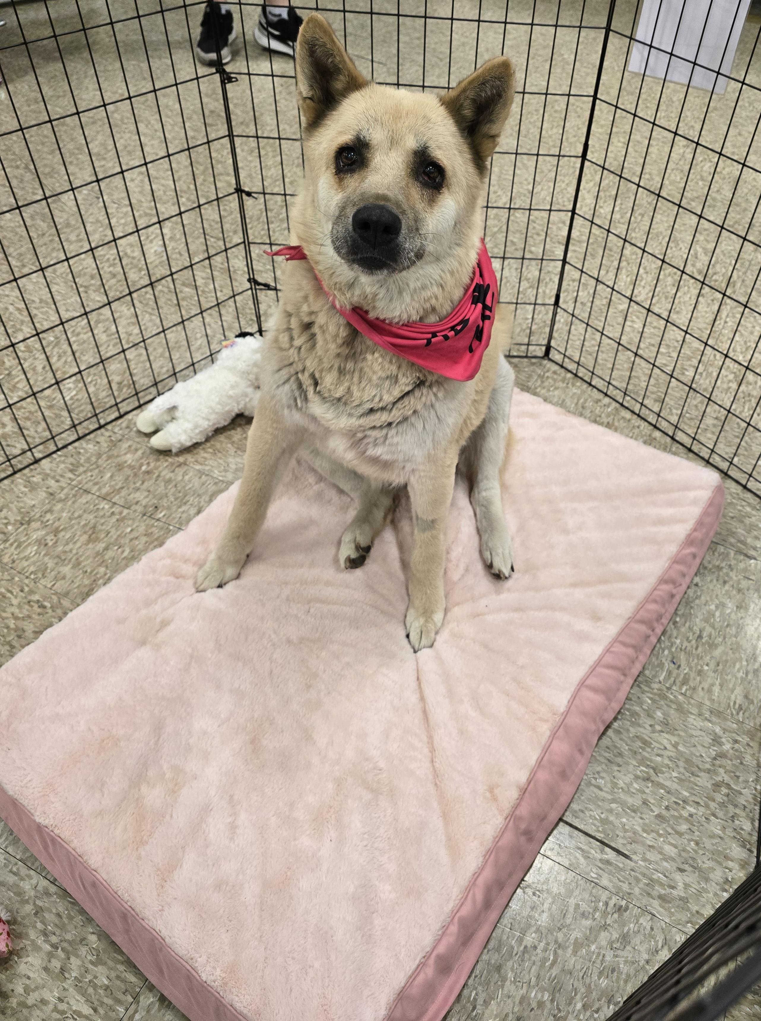 Pepper, Adoptable, Senior Female Akita & Husky.